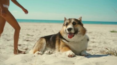 Mutlu, sevecen, bronz tenli, bikinili bir kadın güneşli deniz sahilinde evcil köpeğiyle birlikte kumsalda uzanıyor. Kız köpeğini okşuyor ve öpüyor, evcil hayvanla seyahat ederken çok güzel anlar.