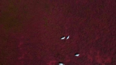Pembe tuzlu göl sularındaki güzel beyaz kuğular üzerinde uçan hava araçları, bir sürü güzel kuş. Vahşi doğa güzelliği