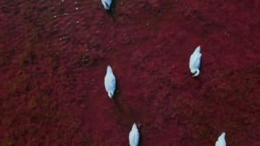 Pembe tuzlu göl sularındaki güzel beyaz kuğuların ve bir sürü güzel kuşun üst görüntüsünün üzerinde uçan yavaş çekim. Sabah erkenden