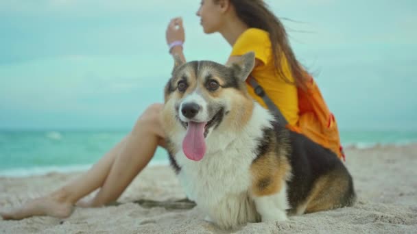 Atractiva Joven Mujer Sonriendo Pasar Tiempo Junto Con Mascota Lindo — Vídeo de stock