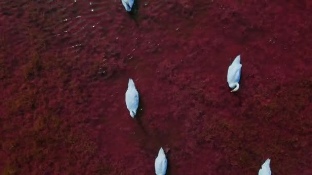ピンクの赤塩湖の水で美しい野生の白い白鳥の上の空中スローモーション 美しい鳥の多くのビュー — ストック動画