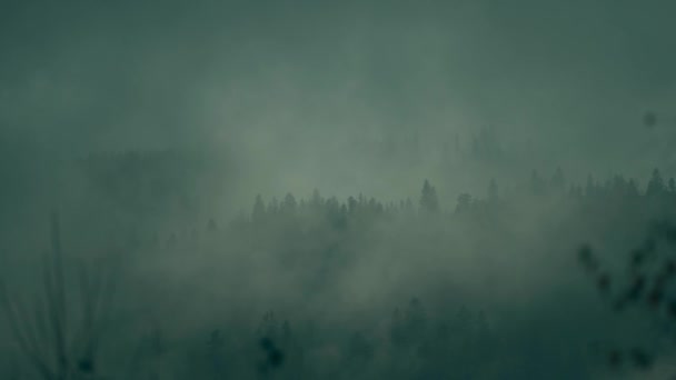 低雲の間の山の上に暗い森と美しい霧霧の霧の風景 霧の中で針葉樹と悲観的な雰囲気の風景 — ストック動画