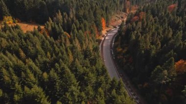 Derin rengarenk sonbahar Orman Ağacı Eğri Yol Hava Manzarası. Epic Hill Zincir Sahnesi Lush Ormanı tarafından korunuyor. Otoyol Ukrayna Ekosistem Yaban Hayatı Doğal Ortam Konsepti 4K