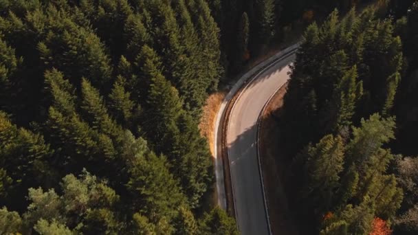 Hluboký Barevný Podzim Lesní Strom Krajina Zakřivená Silnice Letecký Pohled — Stock video