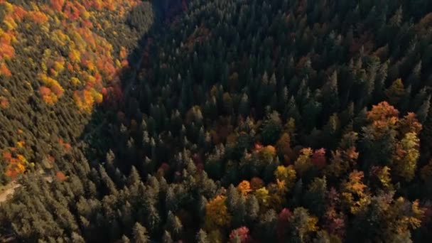 Schönen Herbst Karpaten Wald Berghängen Luftaufnahme Grüne Und Orangefarbene Färbebäume — Stockvideo