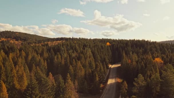 Aerial Drone View Flight Pine Tree Forest Country Road Sunset — ストック動画