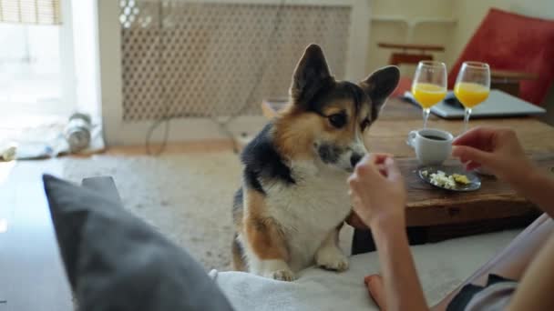 Симпатичная Смешная Собака Триколор Велш Корги Просит Вкусной Еды Своей — стоковое видео