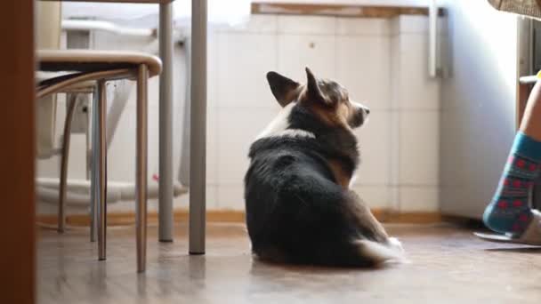 Śmieszne Cute Tricolor Walijski Pies Corgi Siedzi Podłodze Kuchni Pyta — Wideo stockowe