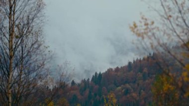 Dallara ve iğnelere su damlayan ladin ağacı görüntülerini kapatın. Dağlarda yağmurlu bir sonbahar günü