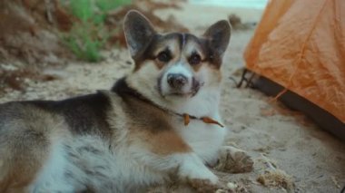 Yürüyüşten sonra kumlu sahilde çadırın yanında yatan sevimli, komik, yorgun bir Galli Corgi köpeği. Köpek kalkmaya çalışırken ve uzanırken komiktir. Evcil hayvanlarla yaz gezisi