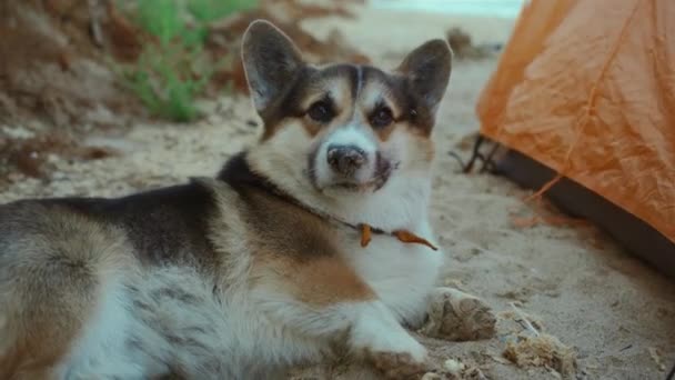 Симпатичная Смешная Усталая Собака Корги Лежащая Рядом Палаткой Песчаном Пляже — стоковое видео