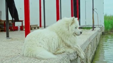 Uzun beyaz kürklü ve deniz kıyısındaki tekne istasyonunda dinlenen büyük bir köpek. Köpek beyaz ayıya benziyor.