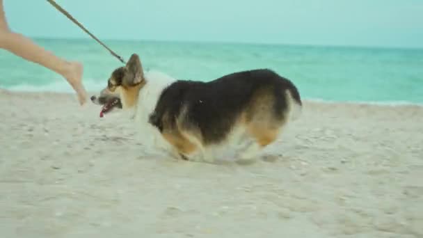 Legrační Pes Welsh Corgi Běh Mistrem Písečné Pláži Podél Mořského — Stock video