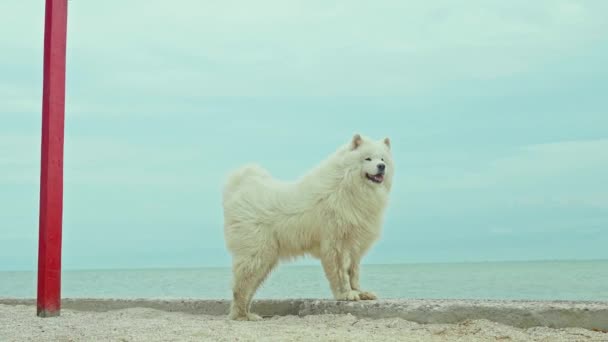 Obrovský Pes Samoyed Plemeno Dlouhou Bílou Kožešinou Chůze Relaxaci Písečné — Stock video