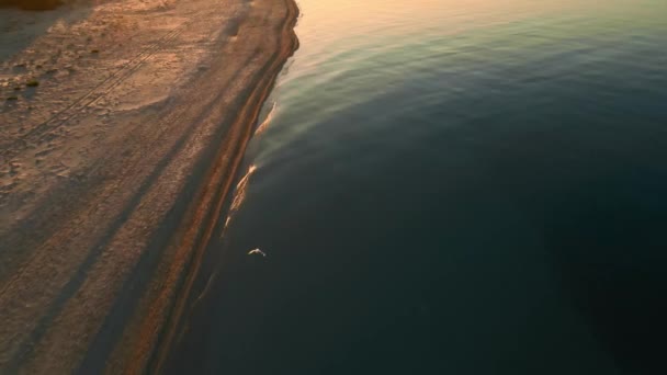 Epický Snímek Letu Racka Nad Mořským Pobřežím Písečnou Pláží Při — Stock video