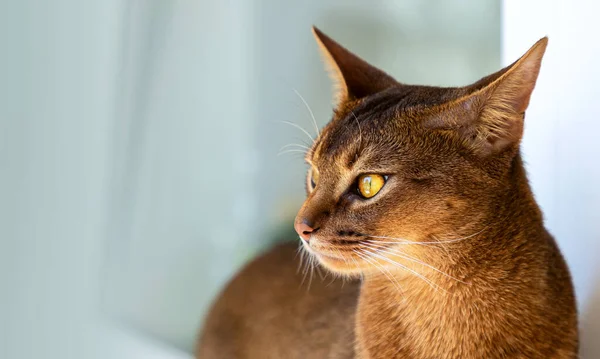 Abyssinian cat at home. Beautiful purebred short-haired young cat looks away curiously. Domestic cat on windowsill. Close up, selective focus. Copy space.