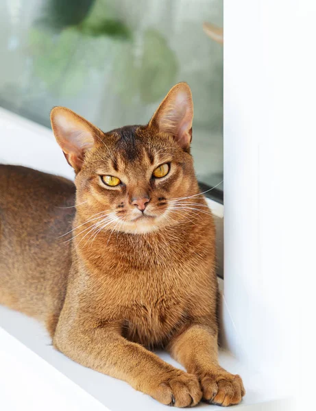 Abyssinian cat is at home. Beautiful purebred short-haired young cat lies on windowsill on balcony, looking at camera. Close up, selective focus, vertical.