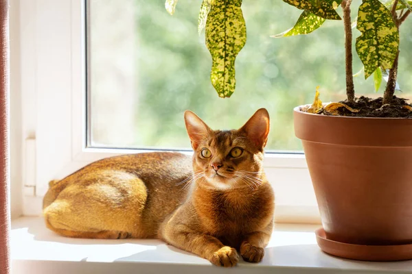 Abyssinian cat is at home. Beautiful purebred short-haired young cat lies on windowsill in sun next to potted plant. Selective focus, background.
