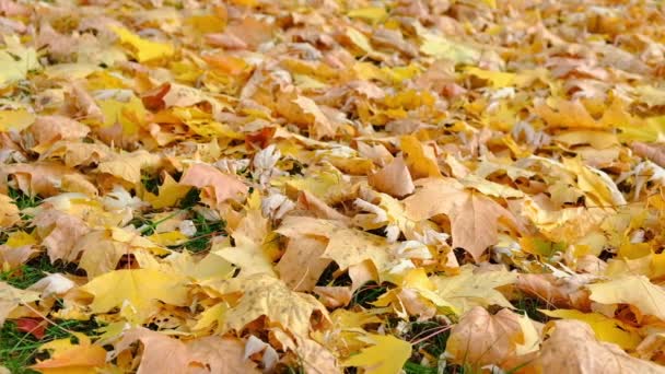 Herbstliche Ahornblätter auf dem Boden im Park schwanken im Wind. Farbenfrohe Hintergrundaufnahmen von abgefallenen gelben Blättern, perfekt für den saisonalen Einsatz. Natur im Herbst. Zeitlupe — Stockvideo