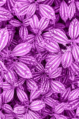 2022 yılının ana moda Kadife Violet renginde tropik bitki yaprakları. Renkli bir kavram. Onurlu duvar kağıdı. Dikey. Seçici odaklanma. Üst görünüm.
