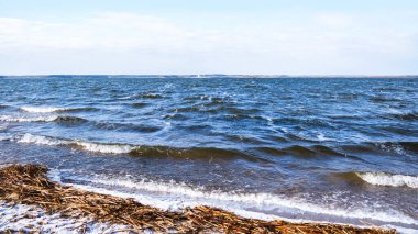 Minsk Denizi kıyısı, Belarus. Kumlu sahil manzarası, karla kaplı, kamış enkazı ve güneşli kış gününde fırtınalı deniz.