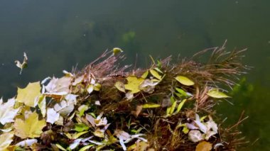 Düşen yapraklar suyun yüzeyinde yüzüyor. Temiz su. Güneşli bir sonbahar günü. Arka plan videosu. Genel plan, görüntüler, FHD