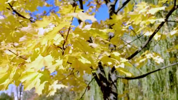 Yellow maple leaves sway in the wind on a background of blue sky, sunny day. Medium shot, footage, FHD — ストック動画