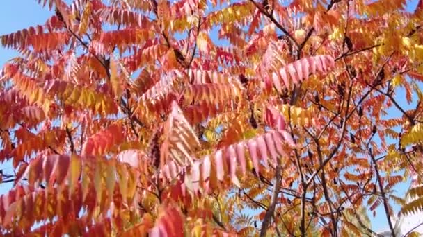 Röda och orange staghorn sumac blad svajar i vinden på en bakgrund av blå himmel, solig höstdag. Rhus typhina träd. Medelhög bild, film, FHD — Stockvideo