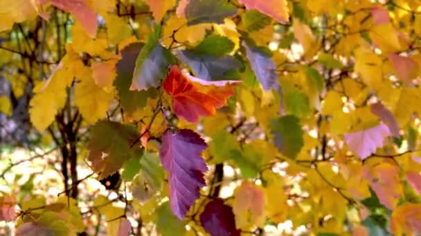 Yellow, red and orange leaves sway in the wind. Warm, sunny autumn day. Medium shot, footage, FHD — Stockvideo