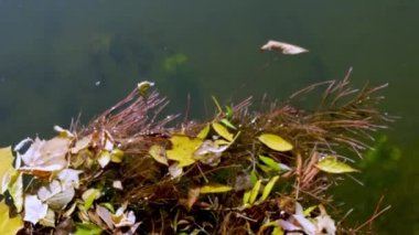 Düşen yapraklar suyun yüzeyinde yüzüyor. Temiz su. Güneşli bir sonbahar günü. Arka plan videosu. Genel plan, görüntüler, FHD