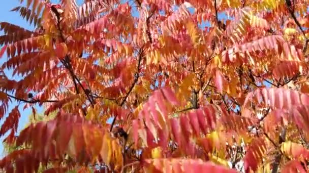 Rojo y naranja staghorn sumac deja influir en el viento sobre un fondo de cielo azul, día de otoño soleado. Árbol Rhus typhina. plano medio, material de archivo, FHD — Vídeo de stock