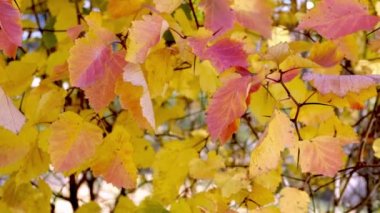 Sarı ve turuncu, kırmızı yapraklar rüzgarda sallanıyor. Sıcak bir sonbahar günü. Orta boy çekim, görüntü, FHD