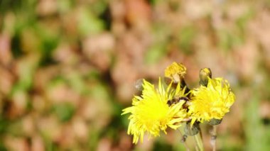 Küçük arı sıcak sonbahar gününde polen topluyor. Rüzgarda sallanan sarı çiçek. Yakın çekim, görüntü, FHD 