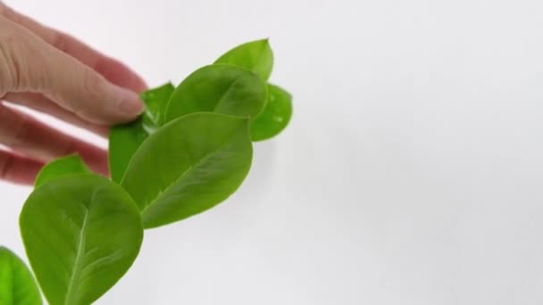 La mano de las mujeres toca las hojas jóvenes de la hermosa planta casera Zamioculcas sobre fondo blanco. Concepto de cultivo de plantas de interior. — Vídeo de stock