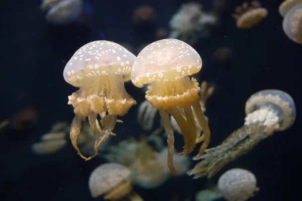 Para meduzy — Zdjęcie stockowe