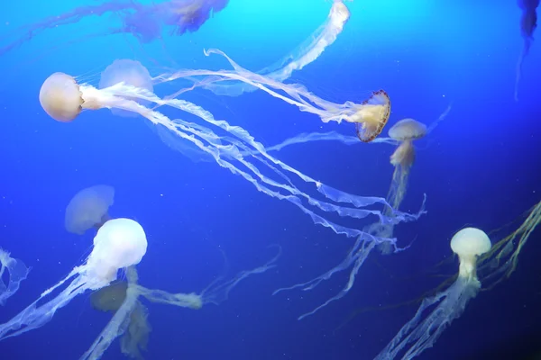 Medusas no aquário do mar — Fotografia de Stock