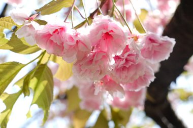 Kiraz çiçeği, sakura çiçeği