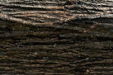 Ağaç kabuğu dokusu, eski ahşap, yonga, çatlak, yosun, ekran koruyucu ve baskı için fotofon