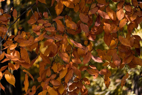 枯黄的秋天树叶落在树枝上 树叶飘落 在公园的阳光下闪烁着光芒 — 图库照片