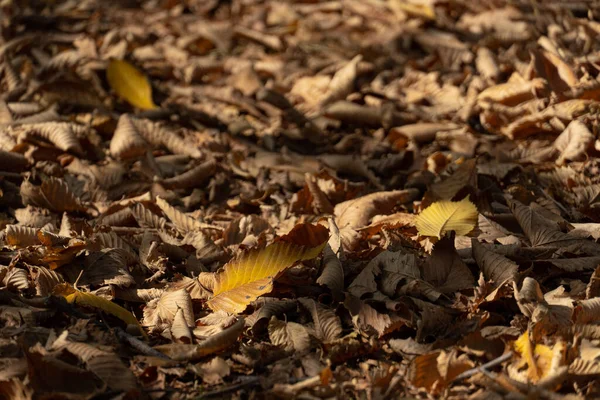Ξηρά Κίτρινα Φθινοπωρινά Φύλλα Βρίσκονται Κοντά Κορμό Δέντρου Πτώση Φύλλων — Φωτογραφία Αρχείου