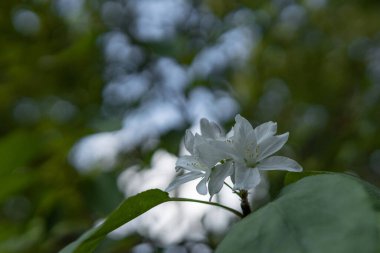 Beyaz yasemin çiçeği yeşil ağaçlara karşı çiçek açıyor.
