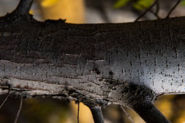 Ağaç kabuğu dokusu, eski ahşap, yonga, çatlak, yosun, ekran koruyucu ve baskı için fotofon