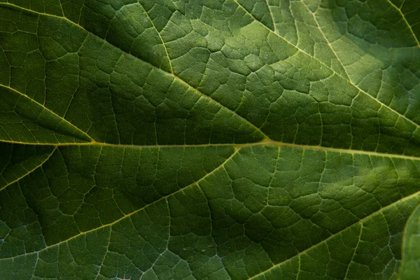 Macro Shot Foglia Fresca Verde Vene Consistenza Naturale Foglia Mangiata — Foto Stock