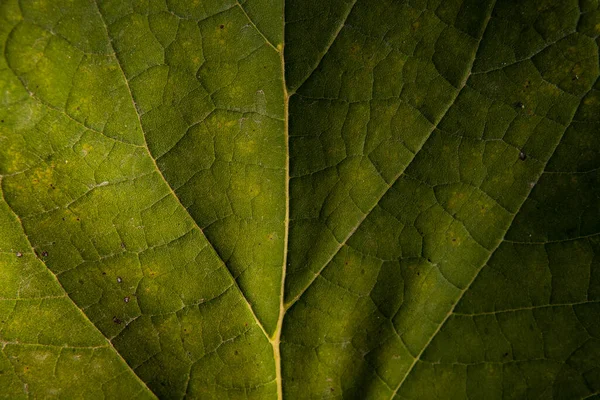 Makro Yeşil Yaprak Damarlar Doğa Dokusu Yenmiş Yaprak — Stok fotoğraf