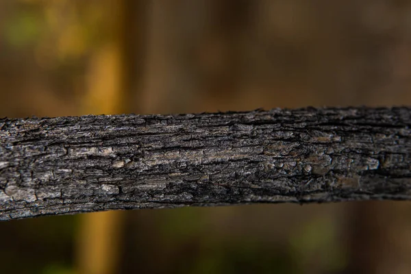 Tekstura Kory Drzewnej Drewna Dojrzałego Wiórów Pęknięć Mchu Fotofonu Wygaszacza — Zdjęcie stockowe