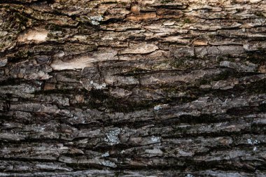 ekran koruyucu ve yazdırmak için ağaç kabuğu, eski ahşap, yonga, çatlak, yosun, fotofon