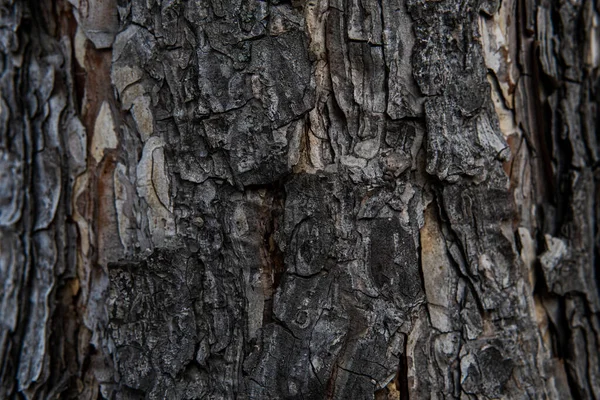 Kora Drzewna Starzejące Się Drewno Wióry Pęknięcia Mech Fotofon Wygaszacza — Zdjęcie stockowe