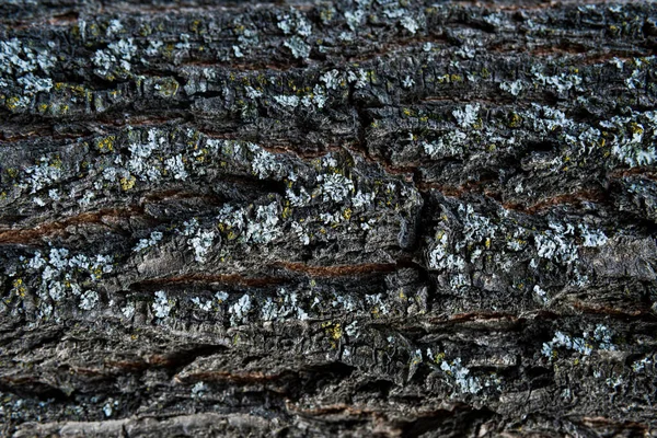 Εξαγωγή Φλοιού Δέντρων Παλαιωμένου Ξύλου Τσιπ Ρωγμές Βρύα Φωτόφωνο Για — Φωτογραφία Αρχείου
