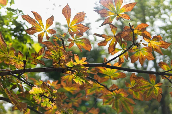 枯黄的秋天树叶落在树干旁 树叶落在树上 — 图库照片