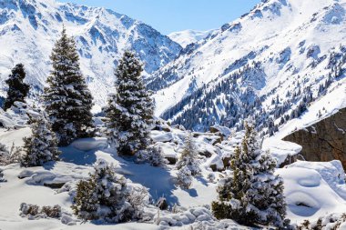 Yeni yıl kış manzarasının panoramik çekimi, arka plan ve modelin yerini alacak kar yığınları, çam ağaçlarındaki ağaçlar, köknar ağaçları